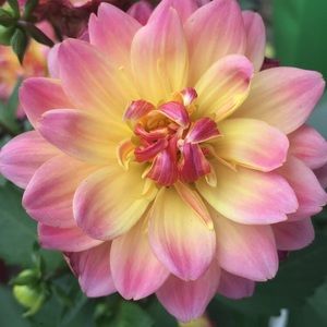 Meet your Posher, Cindy